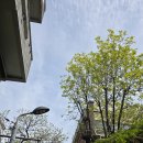 엔진마을(광명점) | 빌라 담장 침범 나무 전지작업 가지치기 업체 추천