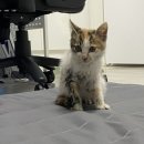 모아메디칼상사 | 고양이 집사 7월일상(이라 쓰고 7월 먹방글) / 고양이 감자 소개/ 가평 계곡 추천 한솔유원지 / 먹태깡...