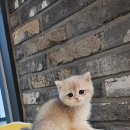 야옹아 멍멍해봐 세종점 이미지