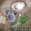 병아리소풍 이미지