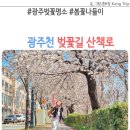 동천동행정복지센터주민사랑방 | 광주 벚꽃 명소 피크닉 광주천 벚꽃길 산책로