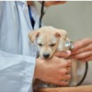 아이러브펫동물병원 | 🐾 펫 보험 가입 전 필수 체크리스트! 시장규모부터 보험사 비교까지 총정리