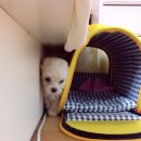 스마일플러스동물병원 이미지