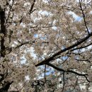 남산삼익아파트 | 서울 벚꽃 명소 추천 | 이번 주말 나들이 &amp; 벚꽃맵