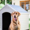 도그하우스 이미지