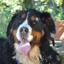 나의 반려견 이미지