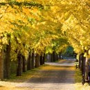 은행나무 이미지