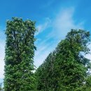 킹스가든(King´s Garden) 이미지