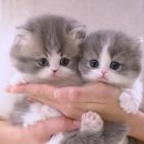 부산고양이분양 모나미네코 동래점 | 부산고양이분양 준비하면서 다녀온 모나미네코 해운대본점 방문기