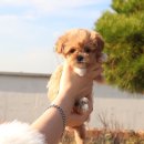 내 품안의 반려견 이미지