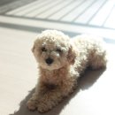 아띠앤펫 이미지