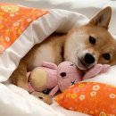 분홍강아지 이미지