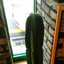 채완(ChaeWan)