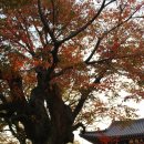 단호사 - 383 | 충주 단호사(丹湖寺)