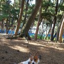 몽산포 송림 이미지