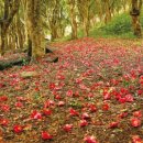 초당관광지 이미지