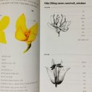 보타니컬아트 (중급) 이미지