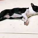 세상 편하개 네이버블로그