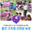 고초령 산양삼 이미지