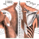 [肩髎穴][견료혈] 이미지