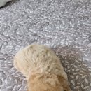 멍멍이냥 강아지분양 이미지