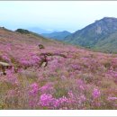 천안7080산악회 제177차 정기산행 경북 달성 비슬산 참꽃산행 이미지