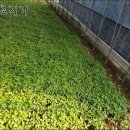 경화농장 이미지