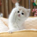 도레미캣 고양이분양 남양주 다산점 이미지