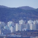 자라난 약초 이미지