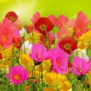 소비자조합 이미지