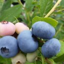 억주농장 이미지