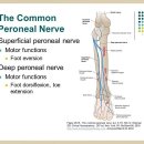 총비골신경 (common peroneal nerve) 2 이미지