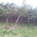 소나무병원 이미지