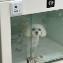 짱구애견하우스 이미지