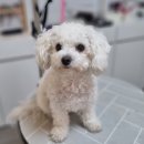 리틀댕댕 이미지