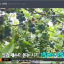 모닝농원