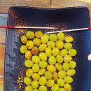 꼬치피다 이미지