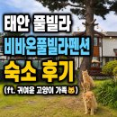 비바네이처 | 태안풀빌라 비바온풀빌라펜션 마검포해수욕장 근처 숙소 후기 (ft. 귀여운 고양이 가족)