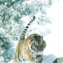 만 마리의 호랑이 이미지