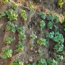 희정이네농장 이미지