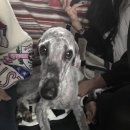 드림동물병원미용실 이미지