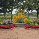 인천 계양 아라온 의 가을 꽃 축제 이미지