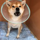 용인동물병원 이미지