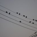 새들의 노래 이미지