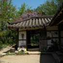 (주)아이아미 | 서울근교 당일치기 당진여행 겹벚꽃에 반한 아미미술관 봄출사 후기