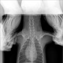 강남예치과동물병원 이미지