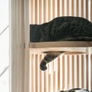 MODERN CAT 이미지