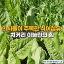 (유)청정개발 | 치커리 효능, 장 건강의 핵심은 ‘이눌린’ — 프리바이오 액티브, 치커리 속 식이섬유 이야기