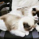 랙돌캐터리파이널돌 이미지