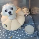 베리굿동물병원 이미지